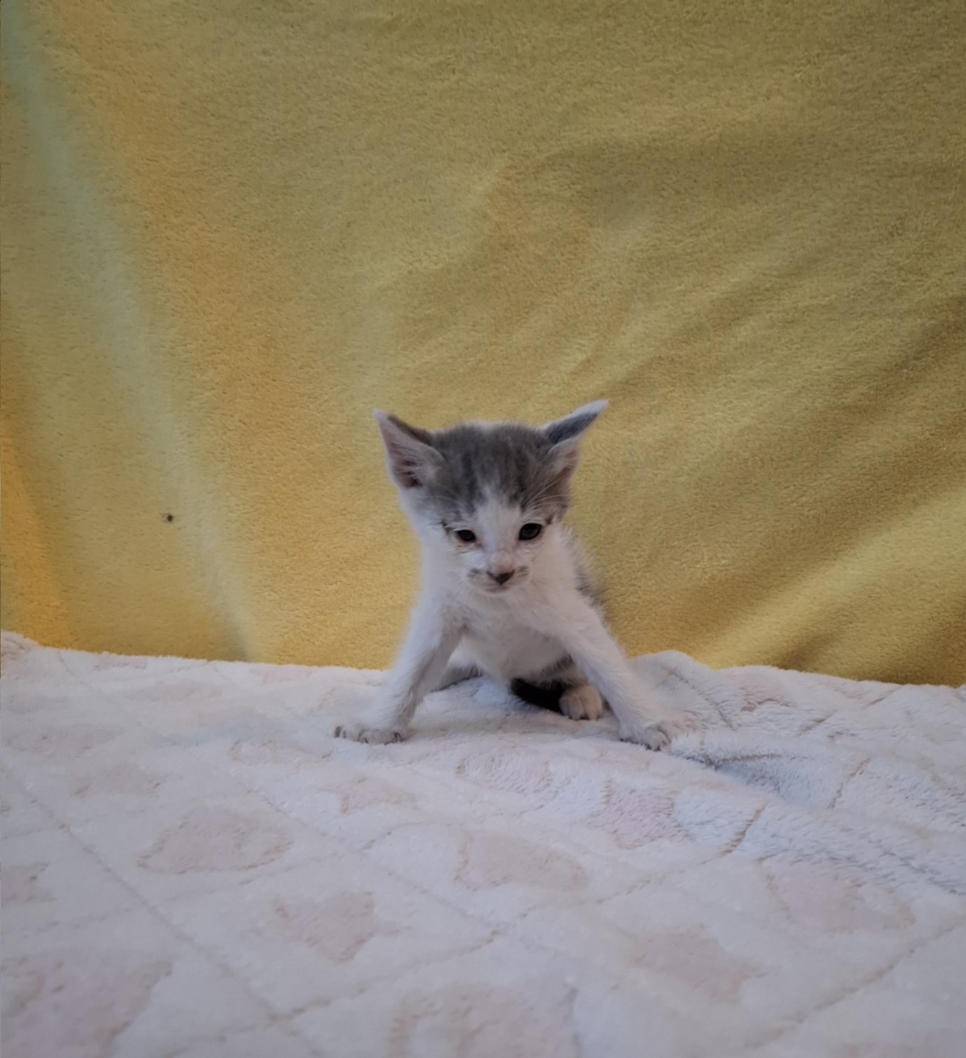 군산유기동물보호센터_445467202502037